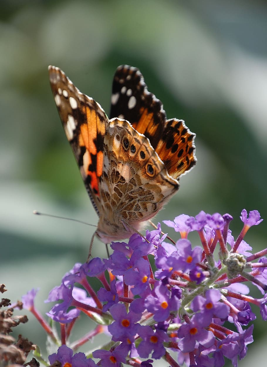 butterfly, insect, painted lady, wildlife, macro, wings, buddleia HD wallpaper