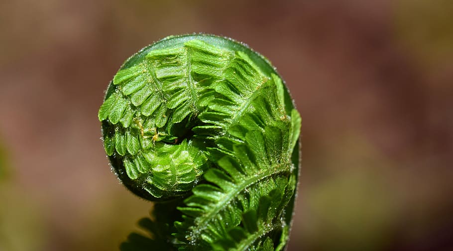 fern, green, plant, nature, forest, leaf fern, close, fern plant HD wallpaper