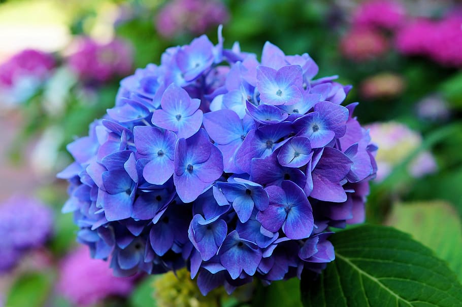 blue flowers, hydrangea, blossom, bloom, inflorescence, flora HD wallpaper