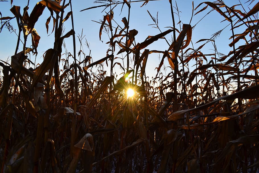 Corn, Sun, Rays, Yellow, Light, Shadow, agriculture, hell, dark HD wallpaper