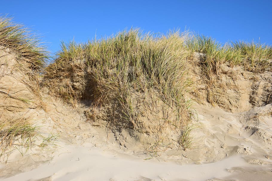 dune, sea, beach, sand, north sea, denmark, holiday, plant HD wallpaper
