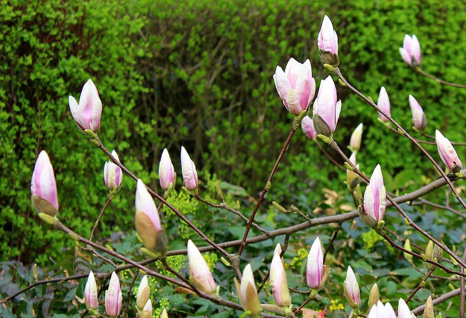magnolia, tree, the buds, flowers, spring, nature, plant, park, HD wallpaper
