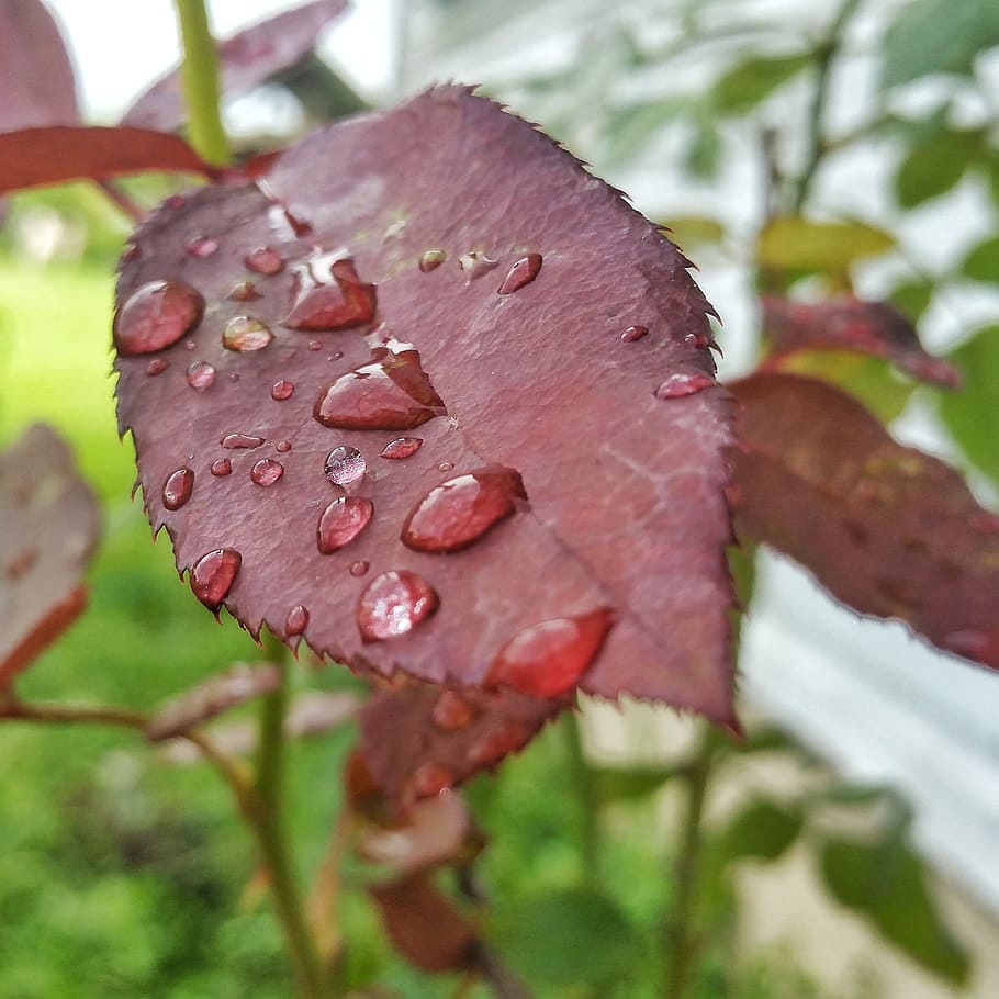 leaf, drops, red, plant, rain, rose, water, nature, flora, growth HD wallpaper