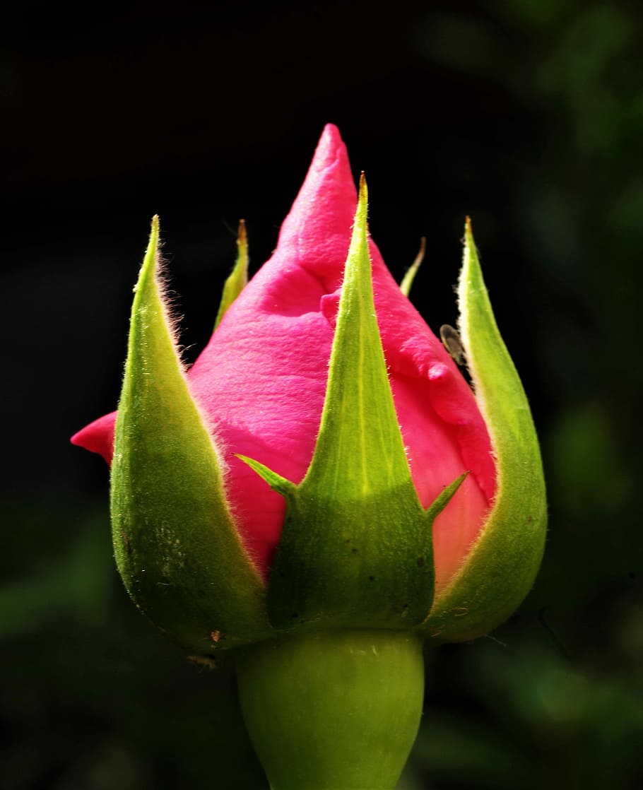 flower, rosa, boccolo, plant, flowering plant, close-up, freshness HD wallpaper