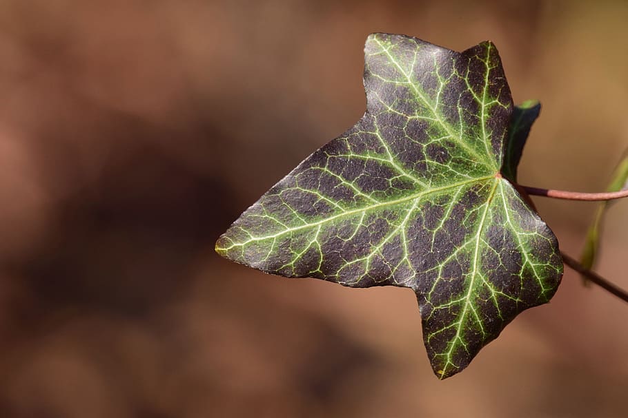 ivy, close, light, structure, form, veins, periwinkle, winter HD wallpaper