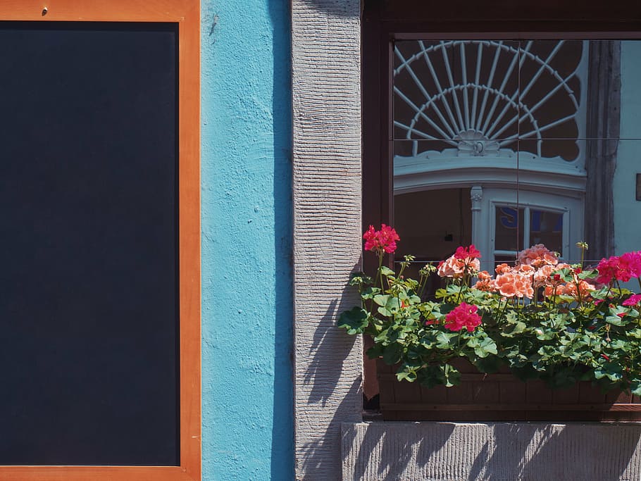 red flowers in front of gray concrete building, architecture HD wallpaper