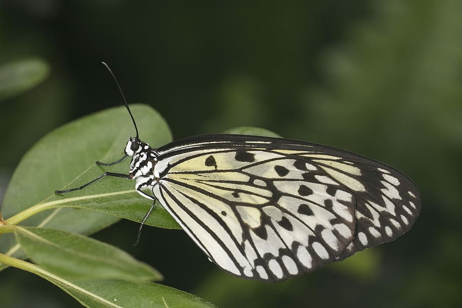 Butterfly, Spring, Nature, Green, insect, animal themes, one animal HD wallpaper