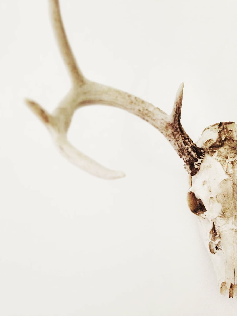 white reindeer skull, antlers, trophy, head, horn, symbol, animal HD wallpaper