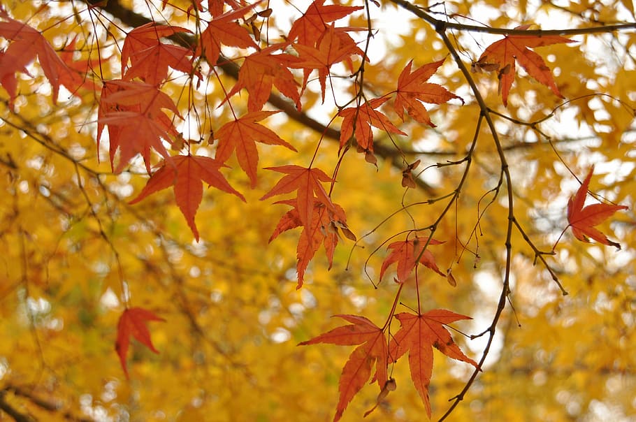 landscape plan, maple leaf, autumn, forest, section, properties HD wallpaper