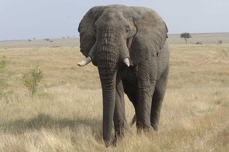 Elephant, Savannah, Kenya, africa, safari Animals, wildlife HD wallpaper