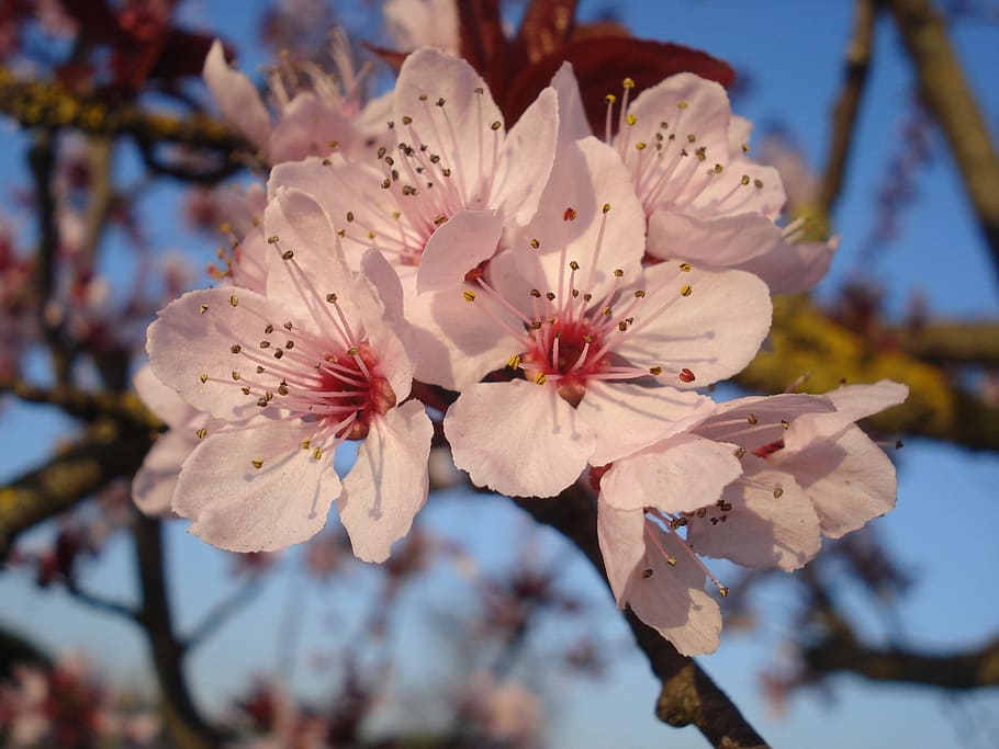 flower, flowering, spring, cherry, pink, flowering plant, fragility HD wallpaper