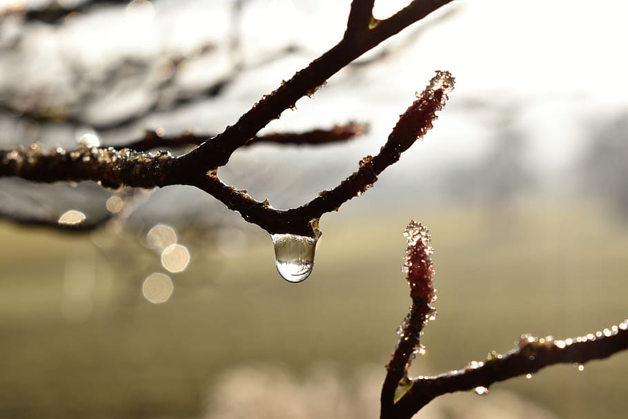 drip, dew, dewdrop, leaf, grass, drop of water, autumn, morgentau HD wallpaper