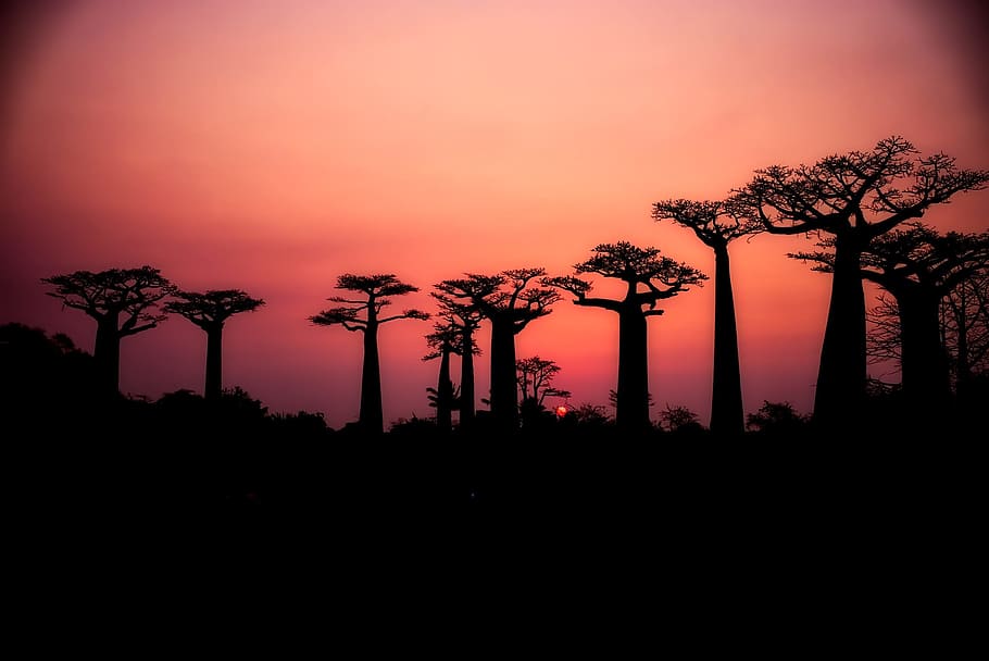 silhouette photo of trees during golden hour, baobabs, landscape HD wallpaper