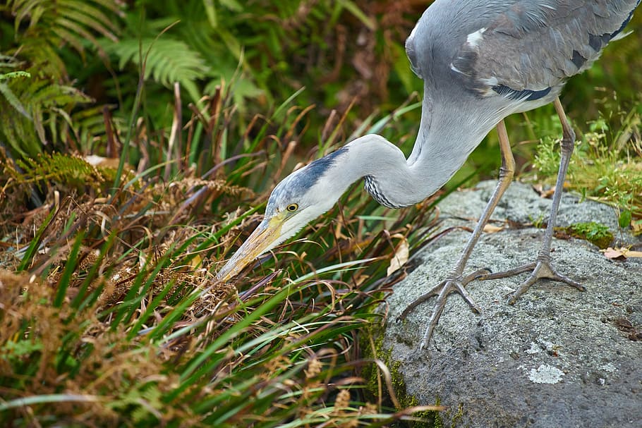 gray heron, hunt, waterside, bird, animal, animal themes, vertebrate HD wallpaper