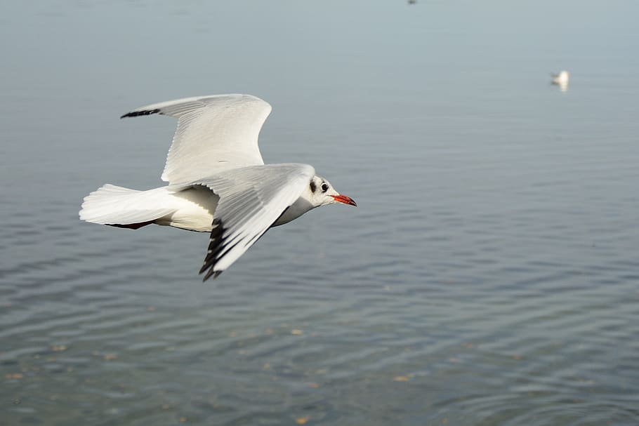 seagull, bird, fly, dom, sky, lake, feather, wing, spring dress HD wallpaper