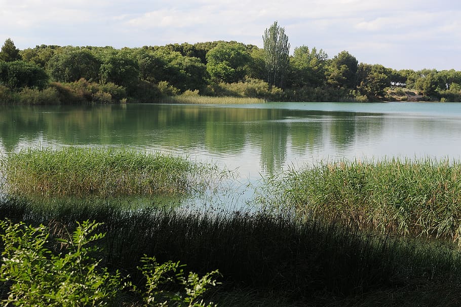 lake, green, water, plant, tree, tranquility, beauty in nature HD wallpaper