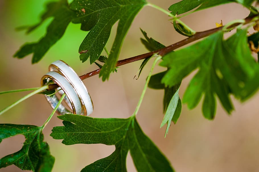 Wedding, Rings, Tree, Leaves, Jewellery, wedding rings, gold HD wallpaper