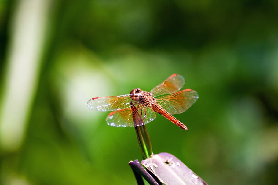 insects, dragonfly, animal wildlife, invertebrate, animal themes HD wallpaper