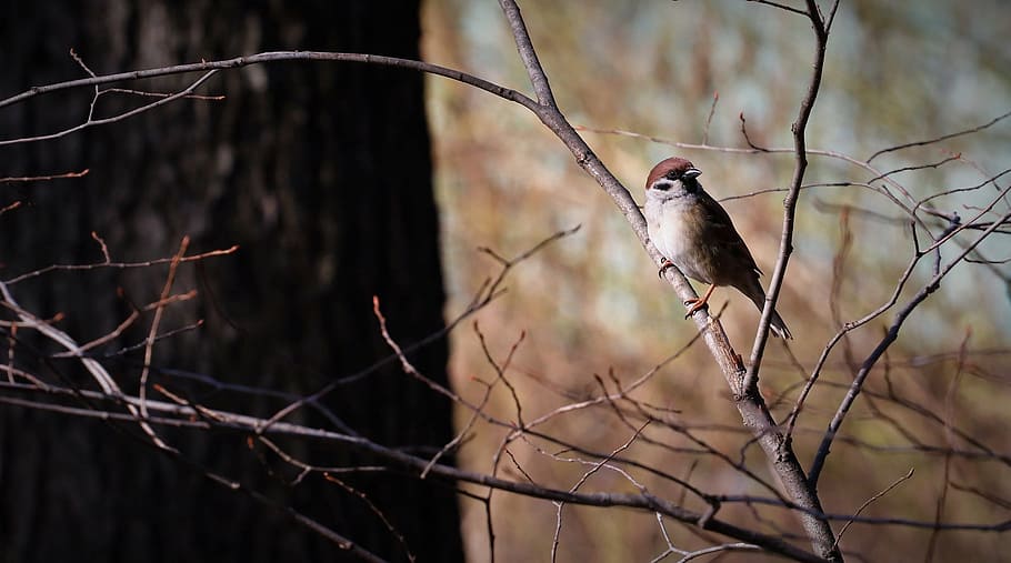 bird, animal, perched, tree, one animal, animal wildlife, animals in the wild HD wallpaper