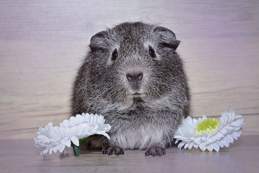 Silver sales guinea pig