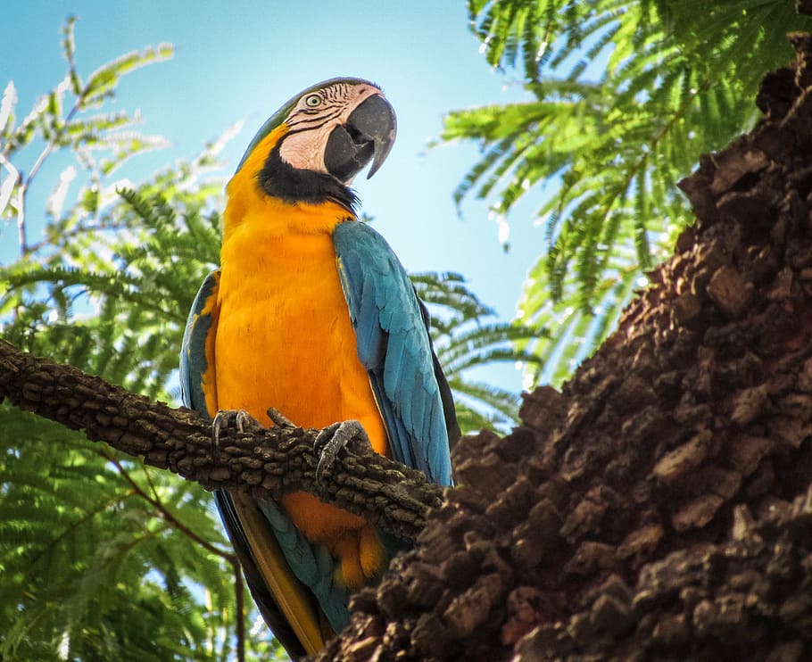 arara canindé, blue and yellow macaw, parrot, bird, animal, HD wallpaper
