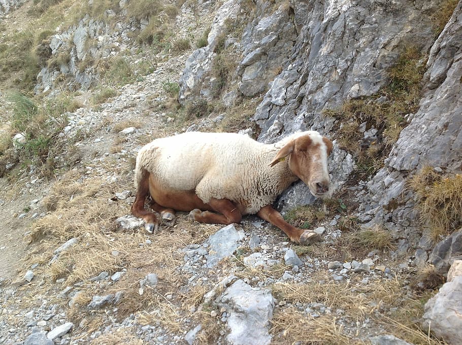 sheep, mountain, animal, animal themes, mammal, vertebrate HD wallpaper