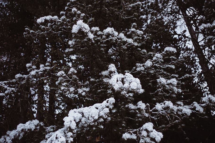Fir trees in snow, nature, winter, cold - Temperature, outdoors HD wallpaper