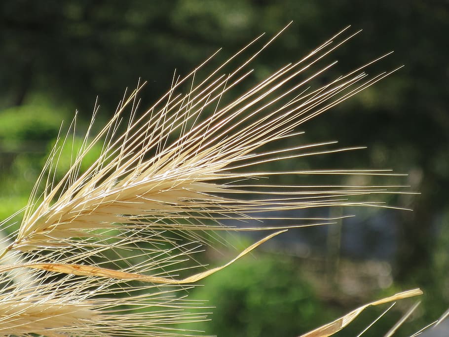 epi, wheat, macro, summer, plant, focus on foreground, growth HD wallpaper