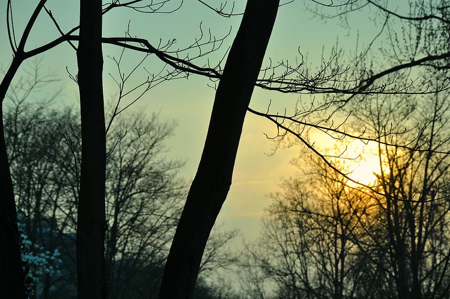 trees, sunset, sky, nature, sunset background, evening, sunlight HD wallpaper
