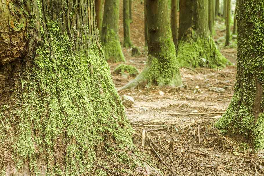 the scenery, views, forest, tree, plant, land, tree trunk, growth HD wallpaper