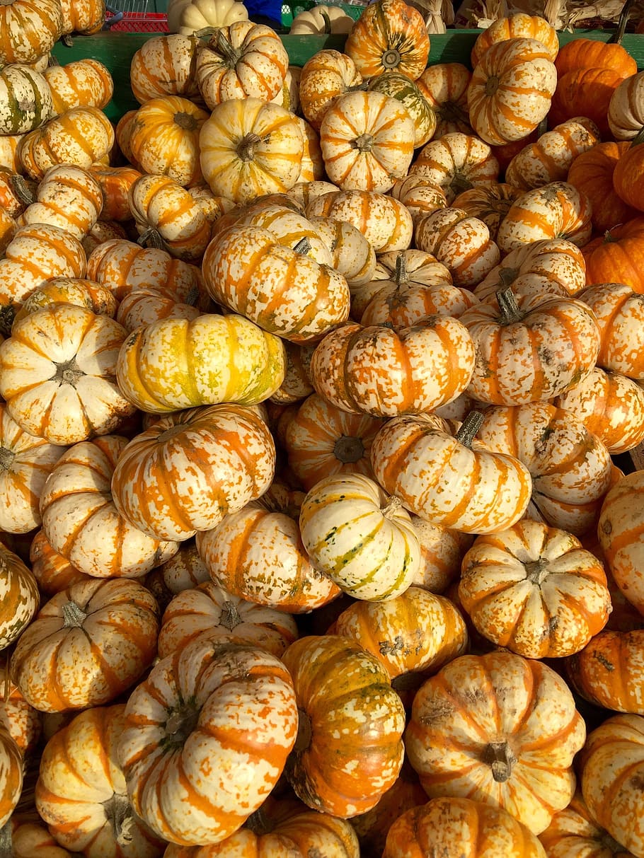 pumpkins, squash, stripes, garden, produce, food and drink HD wallpaper