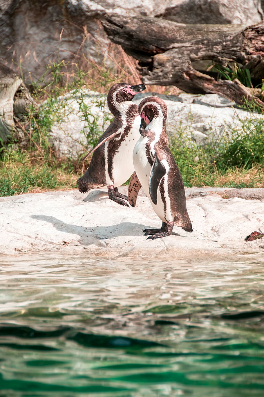 penguin, sweet, together, two, animal, cute, curious, recovered HD wallpaper