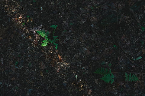 top view of green leafed plants during daytime, mimosa, herb HD wallpaper
