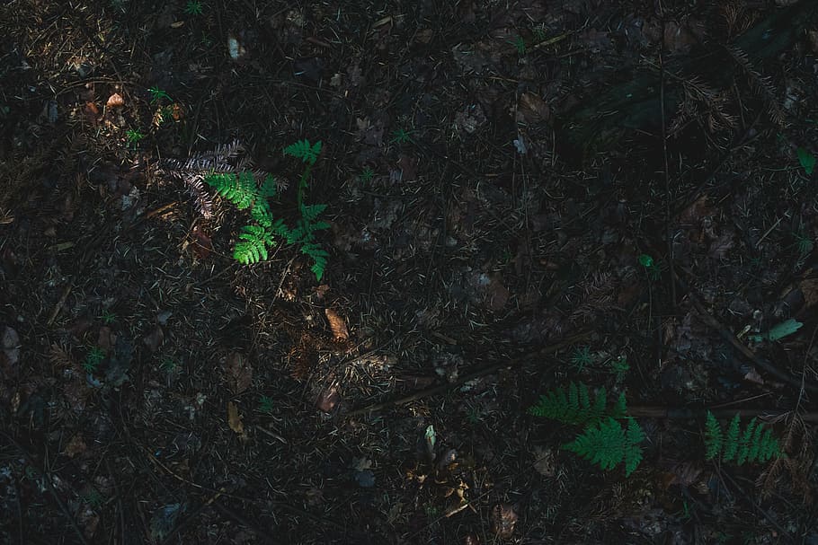 top view of green leafed plants during daytime, mimosa, herb HD wallpaper