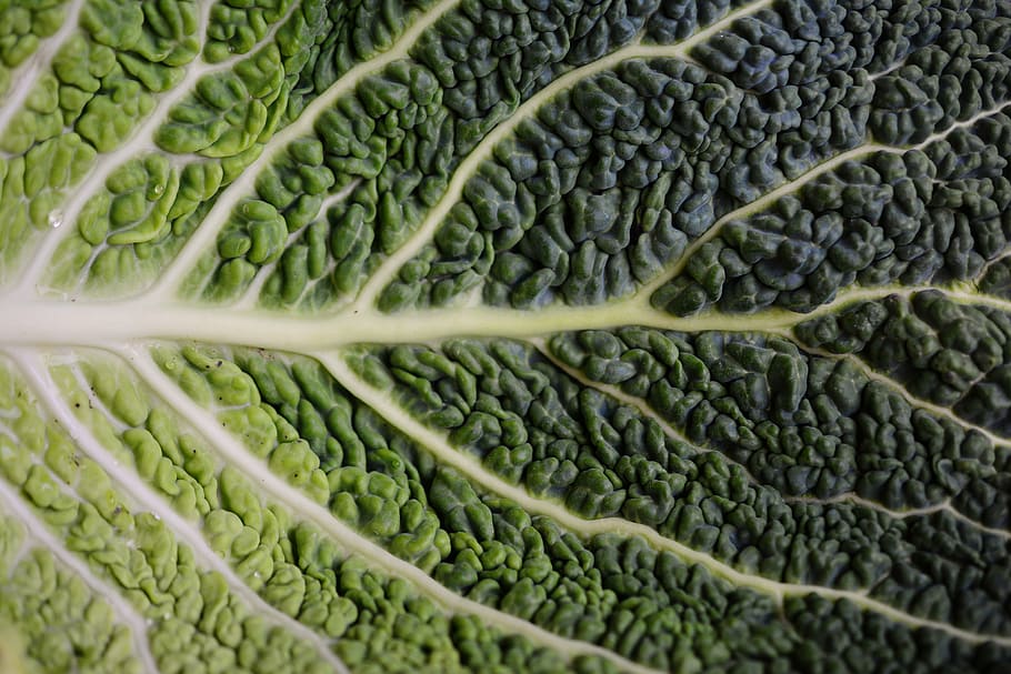 cabbage leaf, savoy, savoy cabbage leaf, structure, brassica vegetables, HD wallpaper