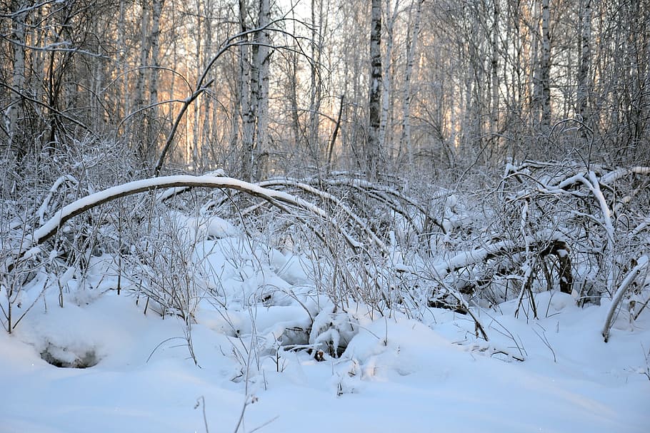 snow covered trees, forest, winter, winter forest, thicket HD wallpaper