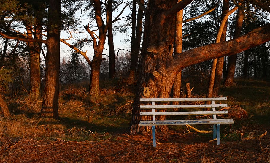 Bank, Forest, Nature, Pine, Sun, Light, wooden bench, forest path HD wallpaper