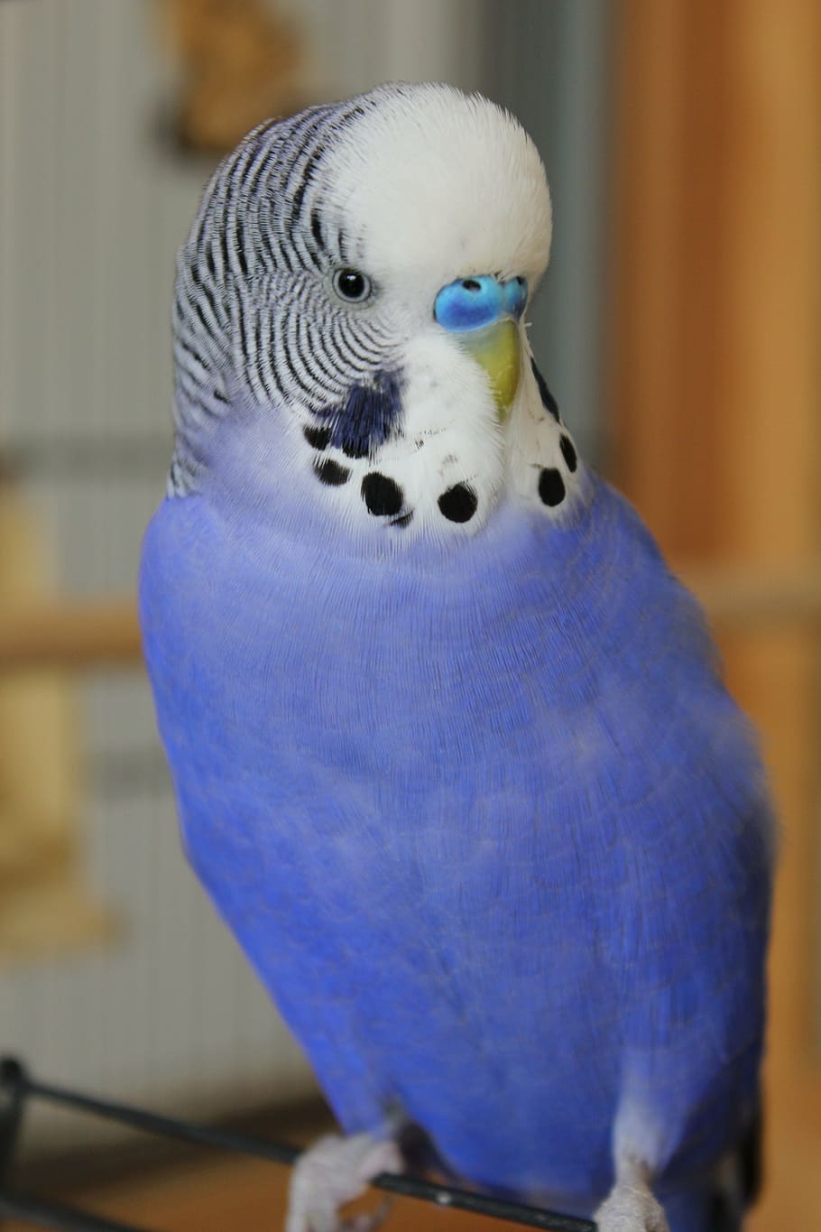 blue and white parrot, budgie, parakeet, pet, bird, plumage, feather, HD wallpaper