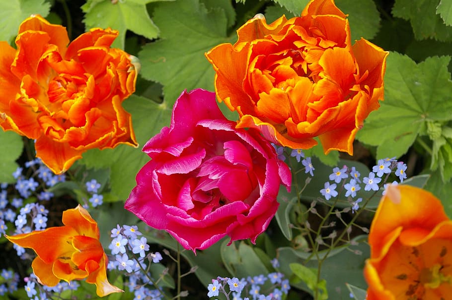 tulips, flower, spring, nature, plant, blossom, bloom, garden HD wallpaper