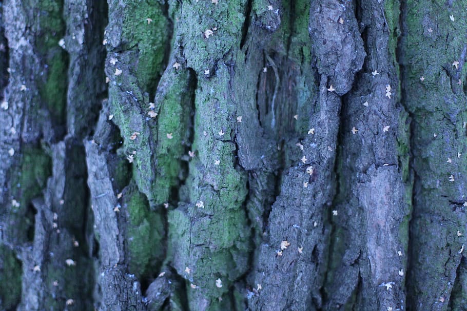 tree, background, texture, wood texture, backgrounds, textured HD wallpaper