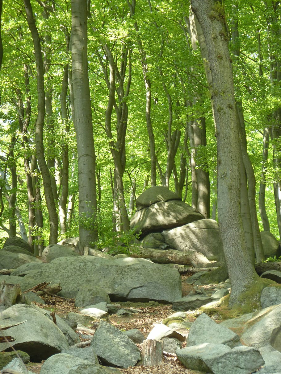 beech wood, forest, rock, trees, nature, plant, tree trunk HD wallpaper