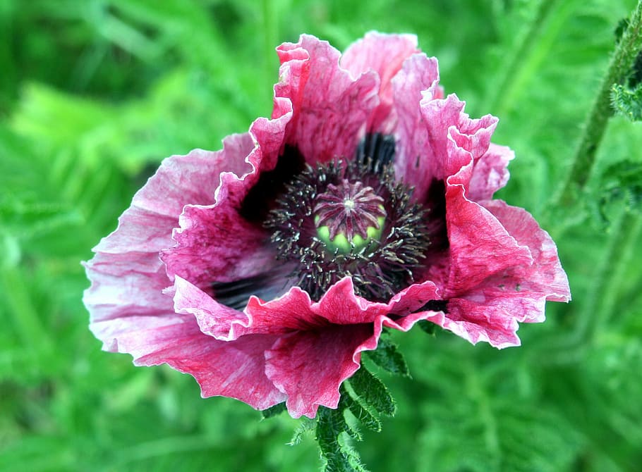 Flower, Petals, Garden, Poppy, Pink, pink color, fragility HD wallpaper