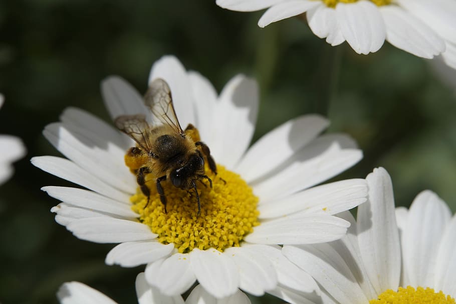 Bee, Collect, Pollen, Nectar, collect pollen, close, insect HD wallpaper