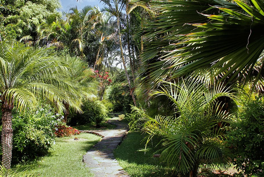 cuba, varadero, tropical plants, path, landscaped park, palmettos