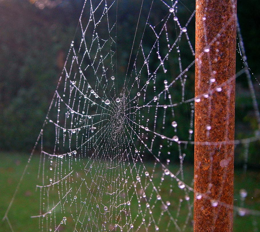 cobweb, network, dew, drip, sparkle, autumn, beaded, drop of water HD wallpaper