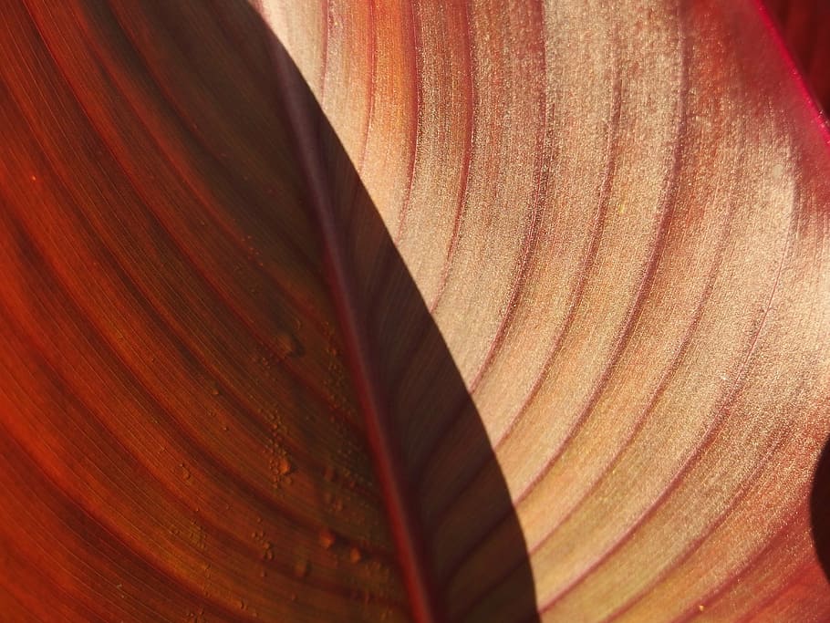 foliage, red, flora, close-up, full frame, no people, backgrounds HD wallpaper