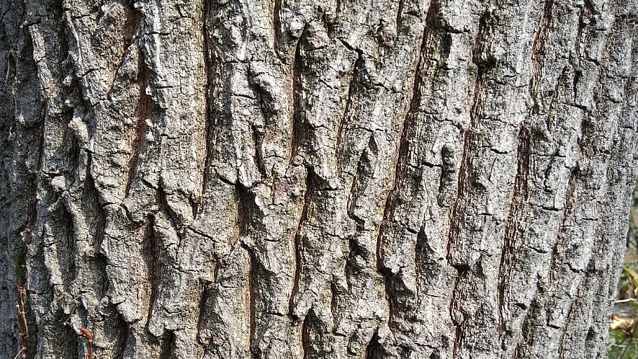 wood, peel, oak, forest, surface, pattern, rough, sejong city HD wallpaper