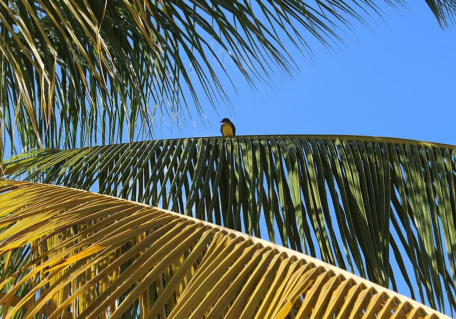 Bird, Palm, Trees, palm tree, outdoors, day, built structure HD wallpaper