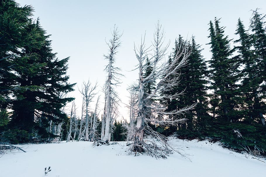 forest, winter, snow, nature, cold, trees, frost, weather, snowy HD wallpaper