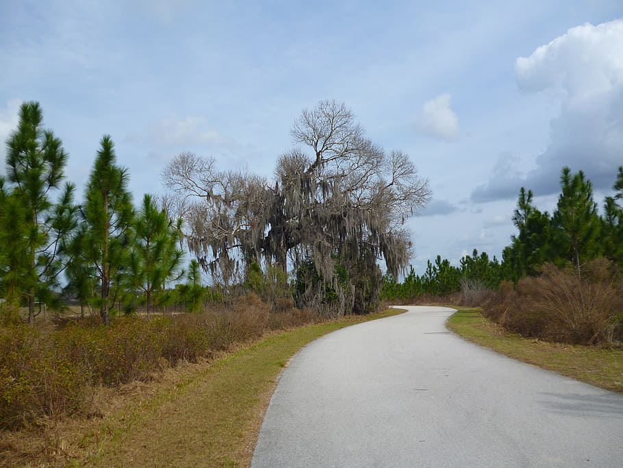 roads, woods, trees, plants, pathways, blue, sky, greenery HD wallpaper